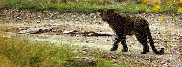 717/Taj Pashan Garh Panna National Park - Panna 20.jpg